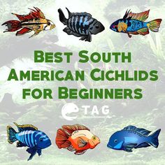 20 best aquarium videos
