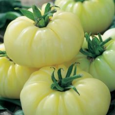 20 Graines //seeds de tomate lime green salad Bio