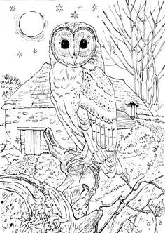 vary detailed barn owl colouring pages adults printable enjoy coloring - Online Coloring Pages For Adults vary detailed barn owl colouring pages adults printable enjoy coloring - Online Coloring Pages For Adults