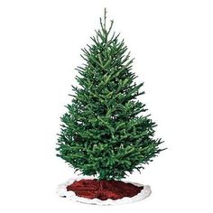 fraser fir types of fir trees types of christmas trees douglas fir christmas tree - Best Christmas Tree Type fraser fir types of fir trees types of christmas trees douglas fir christmas tree - Best Christmas Tree Type