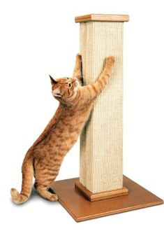 55 Best Cat Scratching Posts Other Cool Stuff Images On Pinterest Smartcat Ultimate Scratching Post Pet Supplies Cat Stuff Cats And