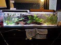 24 best betta tank