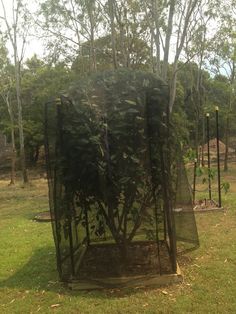 44 Best Fruit Tree Netting Images On Pinterest In 2018 Edible We Cover The Mulberry Tree With Netting To Keep Away Birds