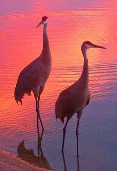 Loons And Turtles And Cranes Oh My >> 14 Best Crane Variations Images Birds Beautiful Birds Crane Bird Loons And Turtles And Cranes Oh My >> 14 Best Crane Variations Images Birds Beautiful Birds Crane Bird
