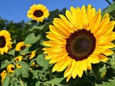 Tournesol Helianthus Giganteus Hauteur 300 cm Graines