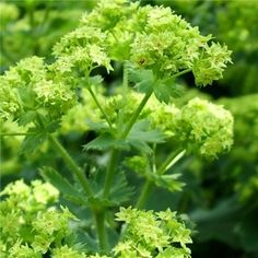 28 best gorgeous greens