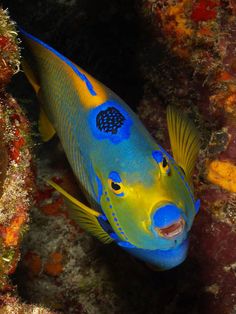 56 best fish images