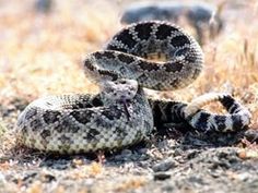 how to use mothballs as snake repellent how to use mothballs as snake repellent