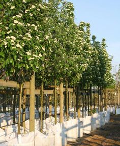 20 25cm girth pleached liquidambar on the barcham nursery flower size girth