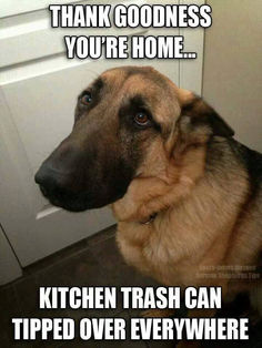 575 best german shepherd