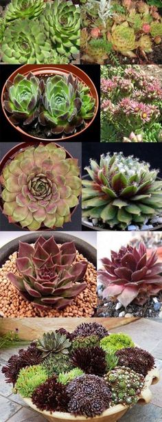 Succulent Live Plant Echeveria Suryeon