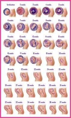 a fruit and vegetable baby size comparison chart in grey fetus size fruit chart