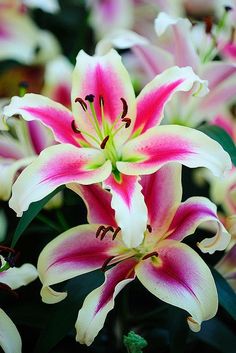 68 best lilies images in 2018 lilies flowers planting flowers
