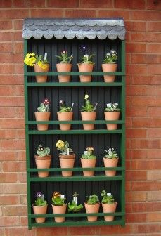 1095 Best Primula Auricula Images In 2019 Idea For An Auricula Theatre My Shoffice Man Cave
