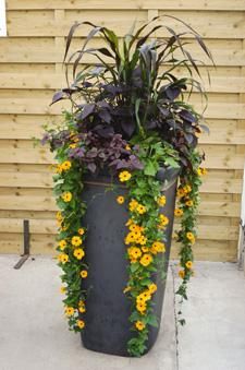 Tall Potted Plants planters: gardening for beginners | planters, gardens and Tall Potted Plants planters: gardening for beginners | planters, gardens and