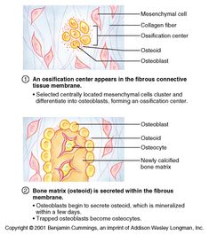 structures of a long bone to label Google Search