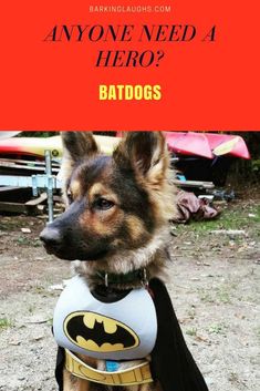 38 Best Dogs In Costumes Dog Costume Ideas Batdog German Shepherd Dressed Like Batman Dog Germanshepherd Barkinglaughs