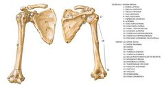 Muscles of upper arm (posterior view) | Anatomy & Physiology | Anatomy