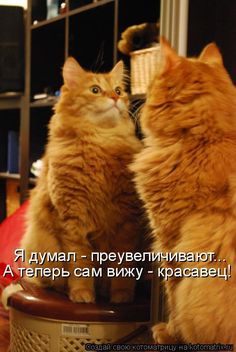 Я думал - преувеличивают... А теперь сам вижу - красавец!...