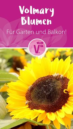 Blütenmeer Blumenmischung 20 qm Sämereien Saatgut Samen Garten Blumen Salatsamen
