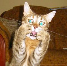 a cat standing on its hind legs with it's mouth open