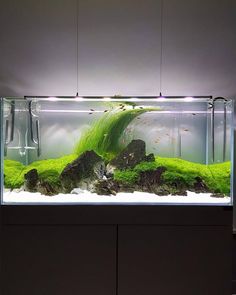 35 best mr aqua