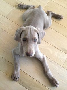 Cowboys And Indians Puppy Dogs And Cowboys And Indians Puppy Dogs And