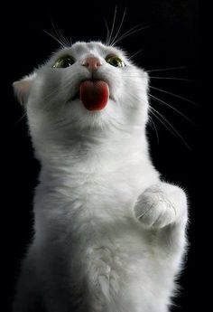 379 best kitty city
