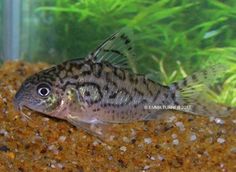 41 best tropical fish
