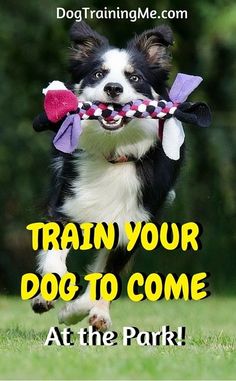 The Perfect Dog Training Book: IncludesTraining, Dog Welfare, Diets & Dog First Aid