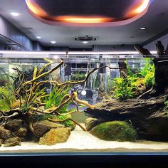 28 best dutch aquascaping
