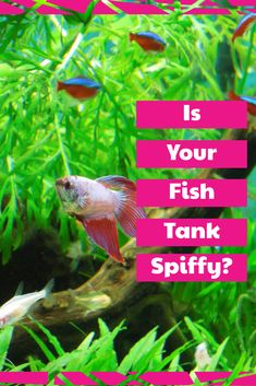 54 best small fish