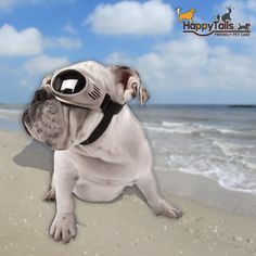 22 Best Dog Leashes Harnesses Arel Images On Pinterest Doggles Originalz Dog Goggles For Your Beach Bunny
