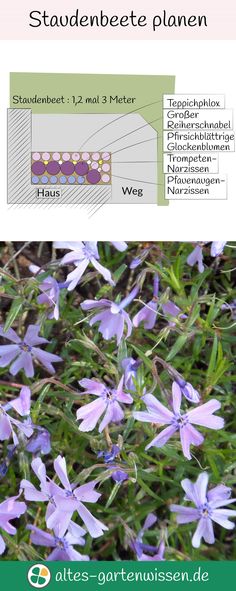 altes-gartenwissende (altesgartenwissende) on Pinterest - gartenpflanzen winterhart immergrun altes-gartenwissende (altesgartenwissende) on Pinterest - gartenpflanzen winterhart immergrun