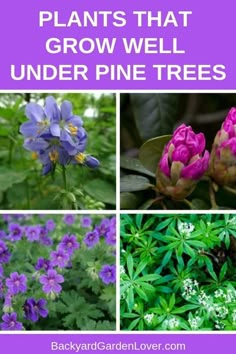 Plants Under Trees, Trees To Plant, Shade Garden, Garden Plants, Growing Flowers, Planting Flowers, Flower Gardening, Container Garden Design, Flower Landscape