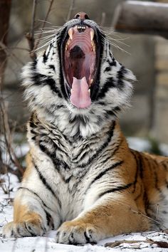 A Tiger Yawns Before Rolling In The Snow At The Buffalo Zoo Ap Photo A Tiger Yawns Before Rolling In The Snow At The Buffalo Zoo Ap Photo