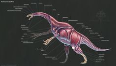 描き方 のアイデア 170 件 21 描き方 恐竜 動物解剖学 描き方 のアイデア 170 件 21 描き方 恐竜 動物解剖学
