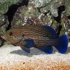 389 best coral reef