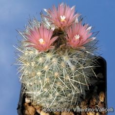 Seeds 25 Samen Escobaria hesteri