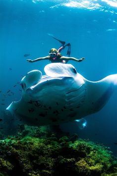 147 best stingrays images