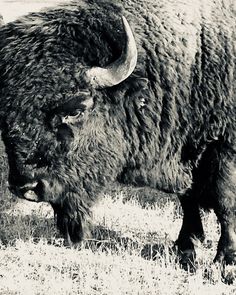 Bison Are Ready For Thanksgiving >> 480 Best Bison Bulls Anatomy Images In 2019 American Bison Bison Are Ready For Thanksgiving >> 480 Best Bison Bulls Anatomy Images In 2019 American Bison