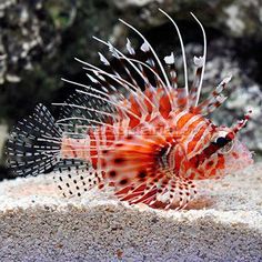 21 best fishes images