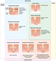 anatomy gross anatomy physiology cells cytology cell physiology