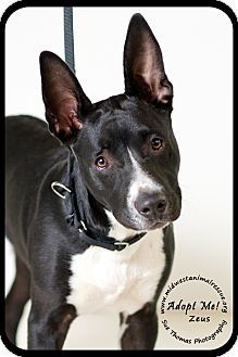 ♥DD♥ 96 STAFFWEILER (AMERICAN STAFFORDSHIRE BULL TERRIER ... ♥DD♥ 96 STAFFWEILER (AMERICAN STAFFORDSHIRE BULL TERRIER ...
