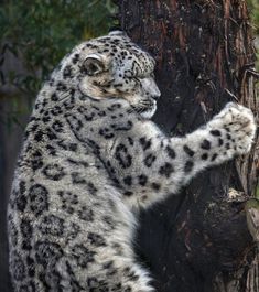 Snow leopard tree hugger by Anita Ross