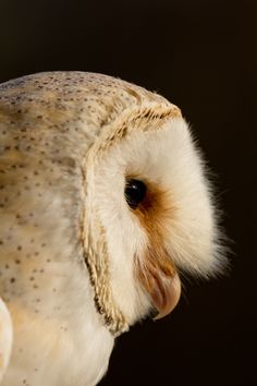 pin by carolyn koons on barn owls pinterest owl pine and barred owl