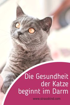 Die 44 besten Bilder von SHOES ? Strasskind Schuh Die 44 besten Bilder von SHOES ? Strasskind Schuh