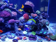 87 best aquariums images
