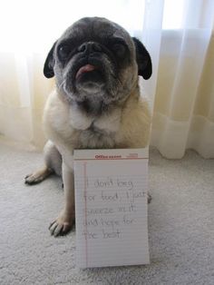 pug smells like corn chips when i smell i smell like corn chips when i smell bad i smell like a shrimp pug smells like corn chips when i smell i smell like corn chips when i smell bad i smell like a shrimp