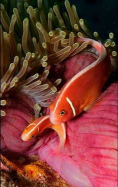 10 best angel fish
